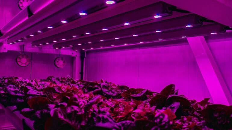 iluminacion-led-vertical-farming_2|módulo vertical farming